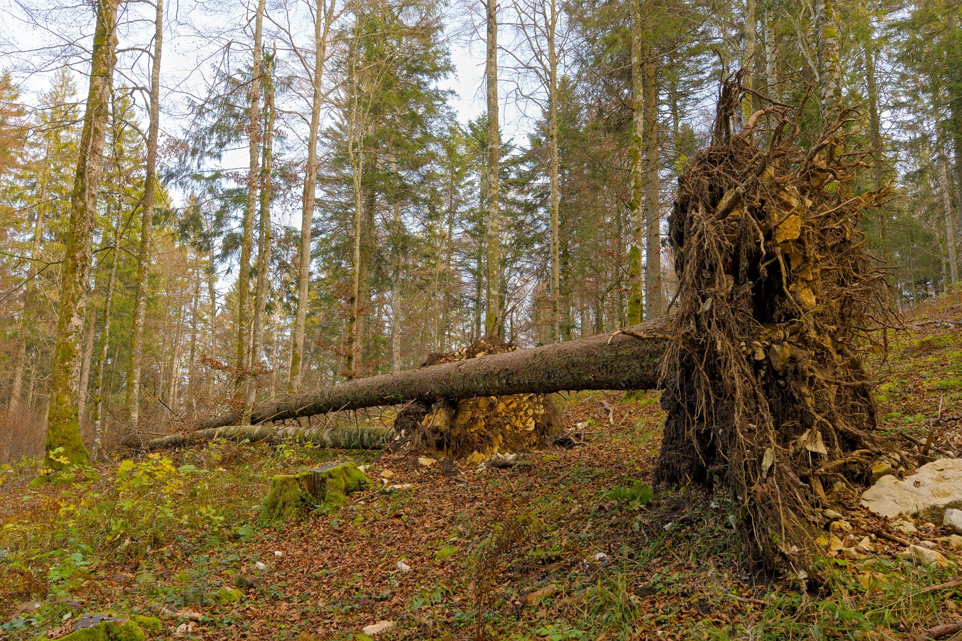 Enlèvement arbre urgence à Orléans